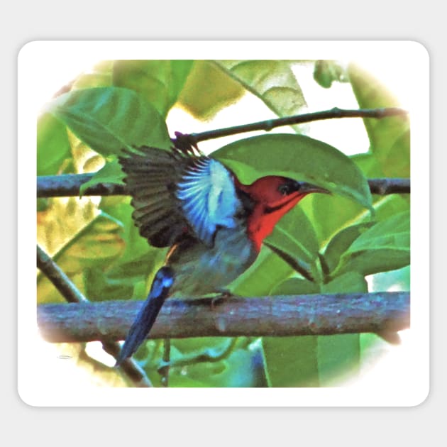 EASTERN CRIMSON SUNBIRD ART Sticker by dumbodancer